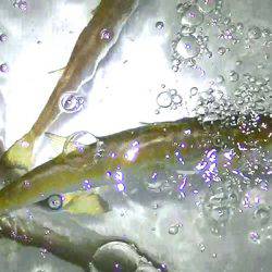 カマスの泳がせで、コウイカ、ダツ、アナゴが釣れました！